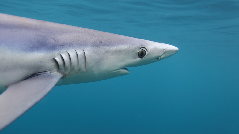 Blue shark in the ocean