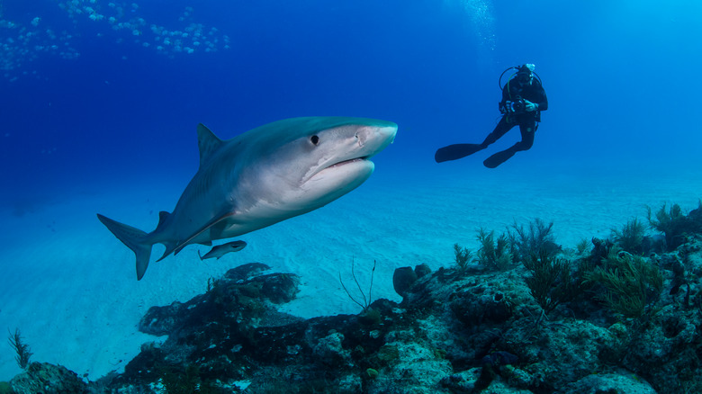 Scuba diver with a shark