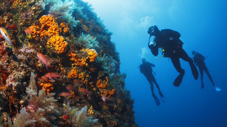 Group of divers exploring together