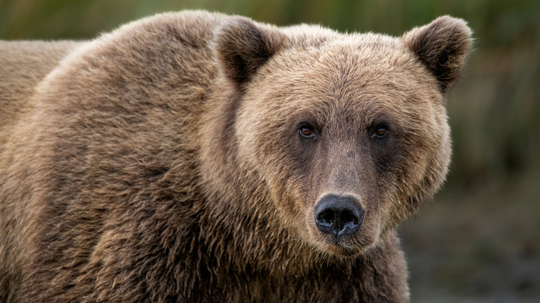 A brown bear in the wild