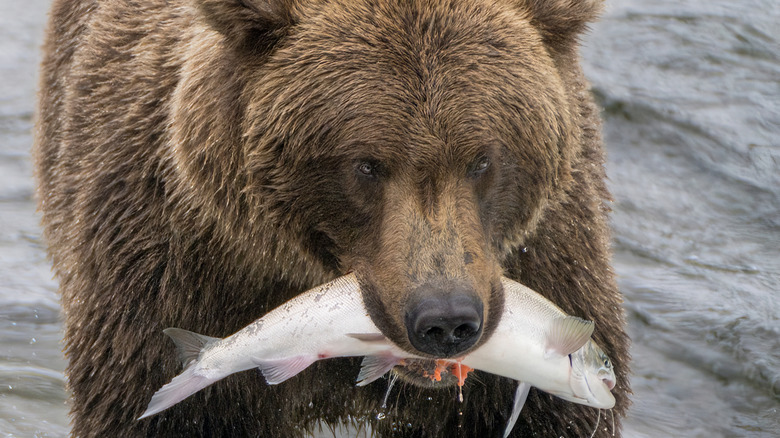 Grizzly bear holding a fish in a river