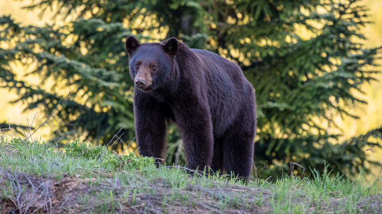 A black bear in the wild standing in front of a tree