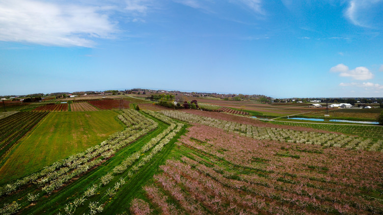 Aerial view of orchard in Niagara area