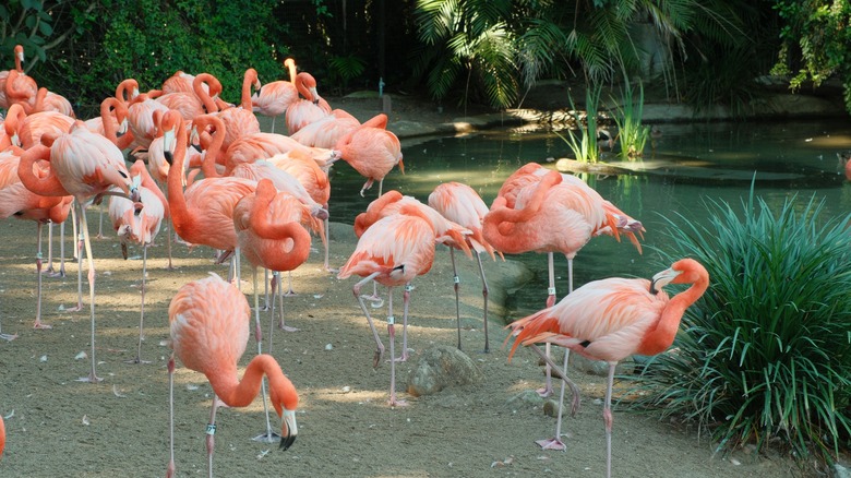 Pink flamingos at the San Diego Zoo