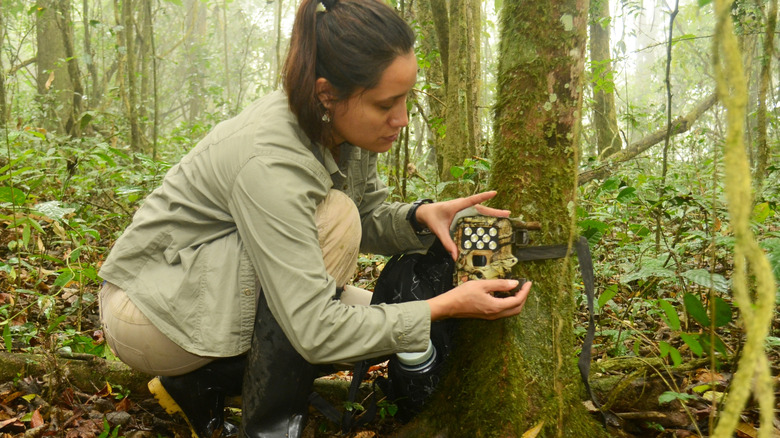 A wildlife scientist working in the field