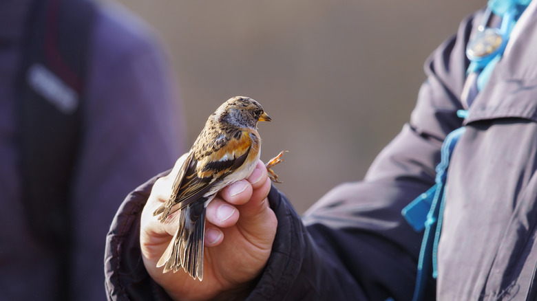 A brambling is tagged with a ring for conservation and research purposes