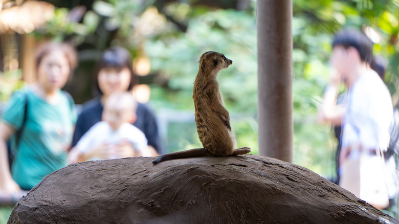 Visitors to a zoo observe a meerkat