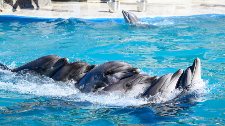 Dolphins performing in a dolphin show at an aquarium