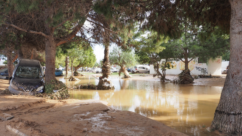 A flooded area with cars thrown up against trees or in water