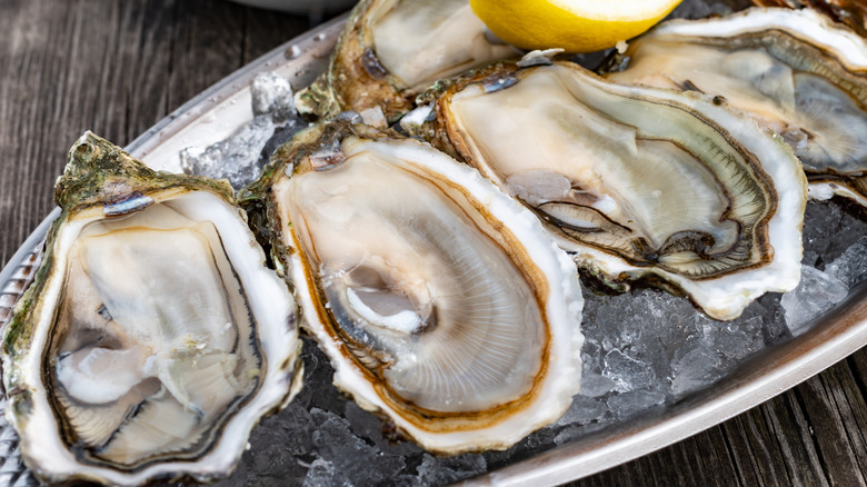 Plate of raw oysters on ice