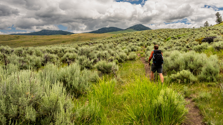 A backpacker hiking in Yellowstone NP.