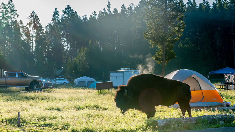 A bison roaming freely at the Bridge Bay Campground in Yellowstone National Park