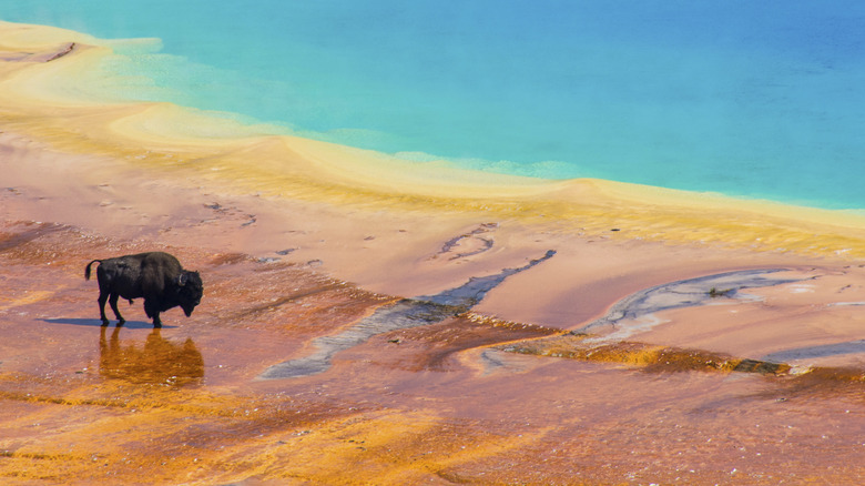 Bison crossing the Grand Prismatic Spring at Yellowstone National Park.