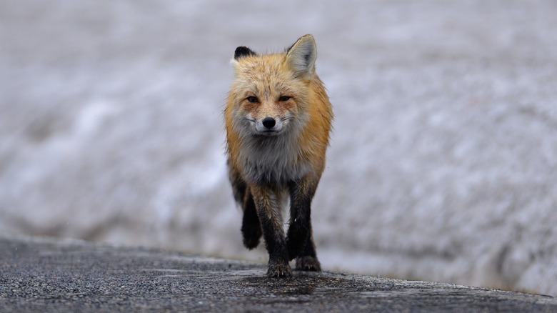 A wet red fox in the rain in Yellowstone National Park.