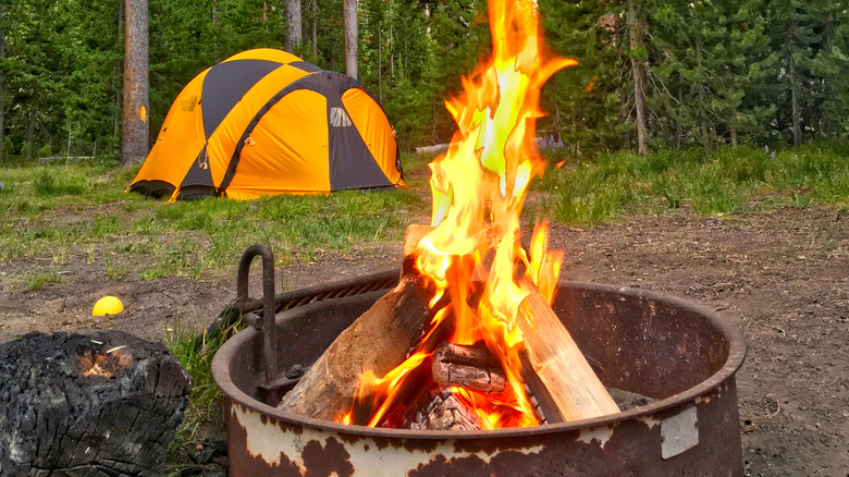 An evening fir in Yellowstone National Park.