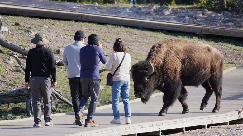 Tourists getting close to a Bison in Yellowstone National Park.