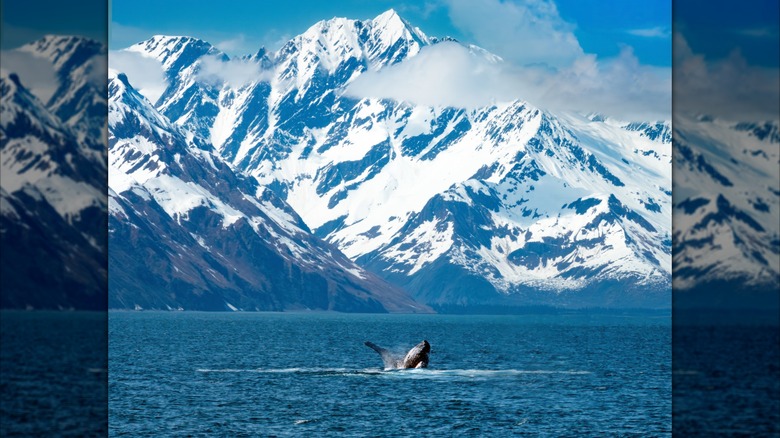 A humpback whale breaches in Kenai Fjords, Alaska.