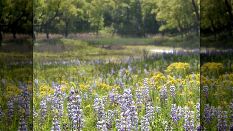 Wildflowers at Indiana Dunes State Park