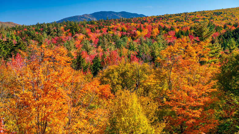 Fall foliage in Acadia National Park, Maine
