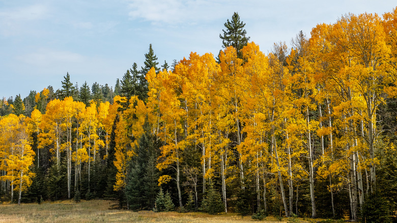 Autumn colors in a forest in Taos, New Mexico