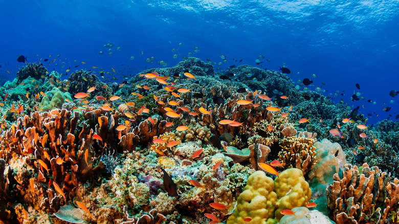 A school of orange and red fish swimming over a multi-colored coral reef