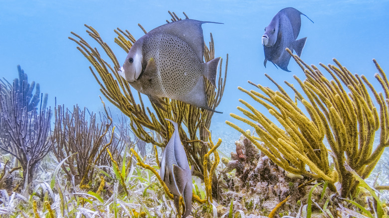 the underwater world at Hol Chan, Ambergris Caye.