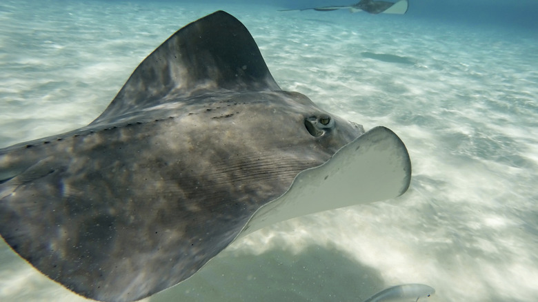 A stingray at Stingray City, Grand Cayman.