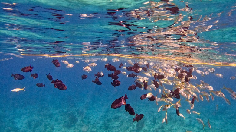 Colorful fish at Grace Bay, Providenciales.