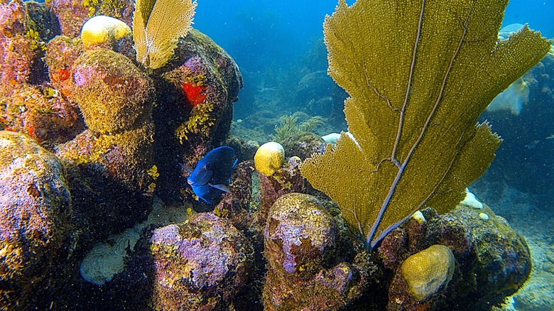 Fish and marine life in the very clear, blue waters of Roatán