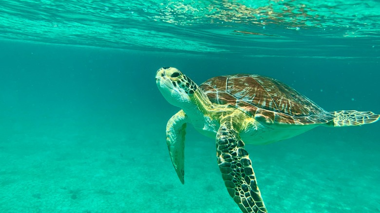 A sea turtle coming up for air during a snorkel session in St. John.
