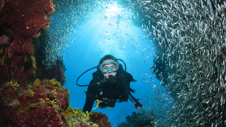 Traveler scuba diving surrounded by colorful fish