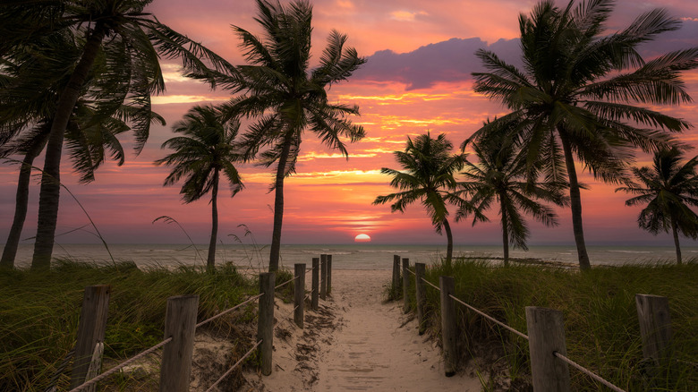 Palm trees line a pathway to the beach in the Florida Keys