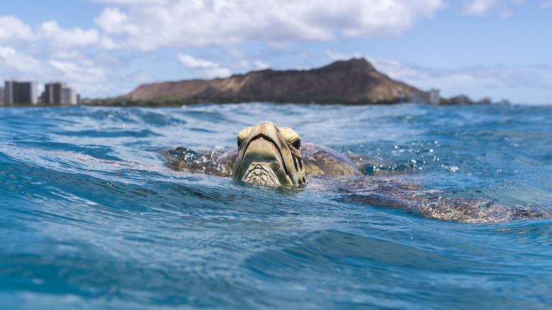 A green sea turtle floating in the Pacific with Oahu's Diamondhead in the background