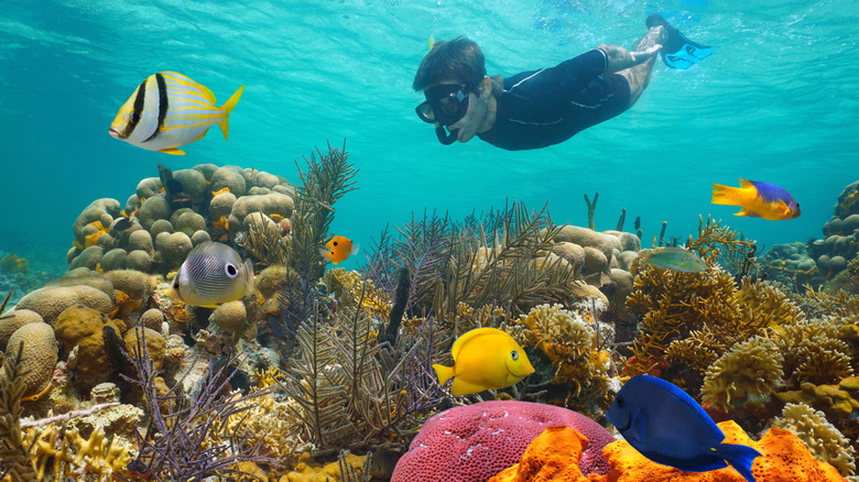 A man snorkeling in the Caribbean with colorful fish and coral reef below him