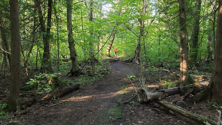 Dirt hiking trail at the Stouffville Conservation Area and Reservoir in Ontario, Canada