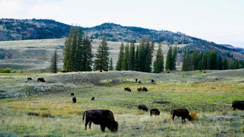 Roaming bison at White Horse Hill National Game Preserve