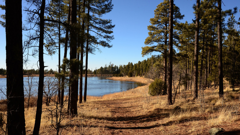 Trees surrounding a lake in the White Mountains