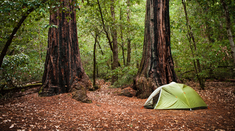 Pitched green tent in Big Basin Redwoods State Park