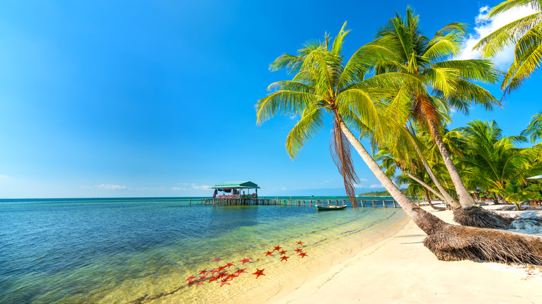 Starfish float in the water near the sandy shore beneath a blue sky at a beach in Phú Quốc