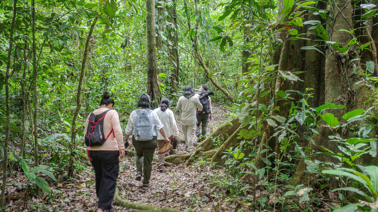 Guided nature walks from an ecotourism lodge in the Peruvian Amazon rainforest
