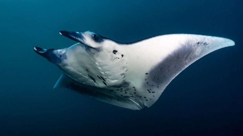 Reef manta ray under the water in the Maldives
