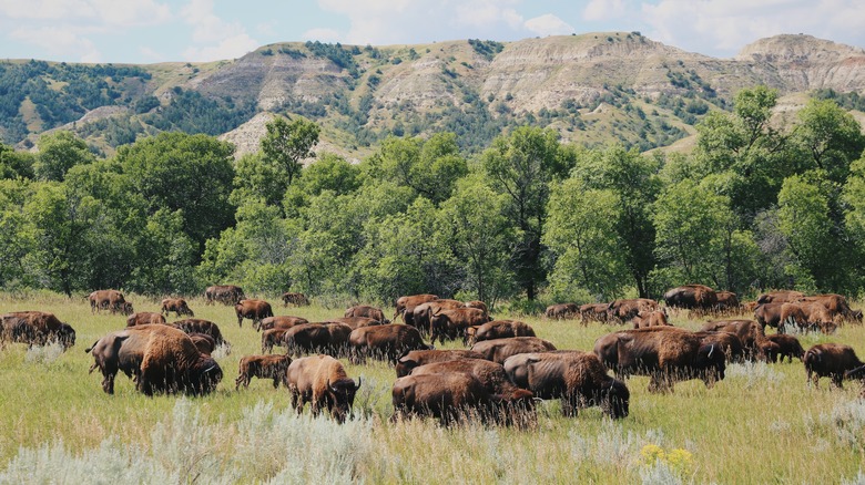 Bison grazing in the grasslands nestled among the rock formations of the Badlands