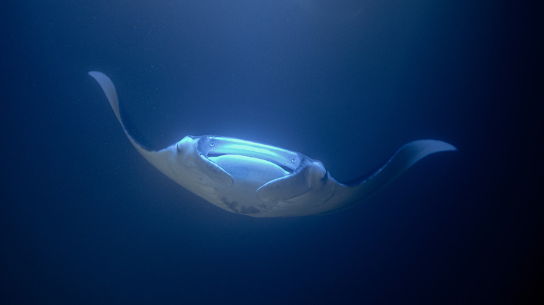 A manta ray swimming in the ocean