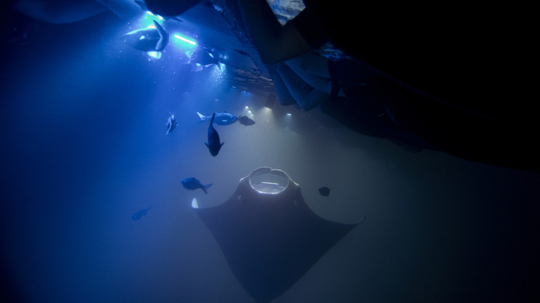 Snorkelers shining lights down at manta rays