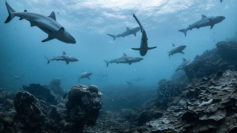 A school of grey reef sharks underwater in Western Australia