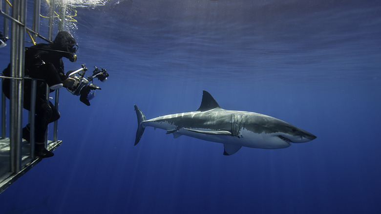 During a cage dive, an underwater photographer films a great white shark swimming by