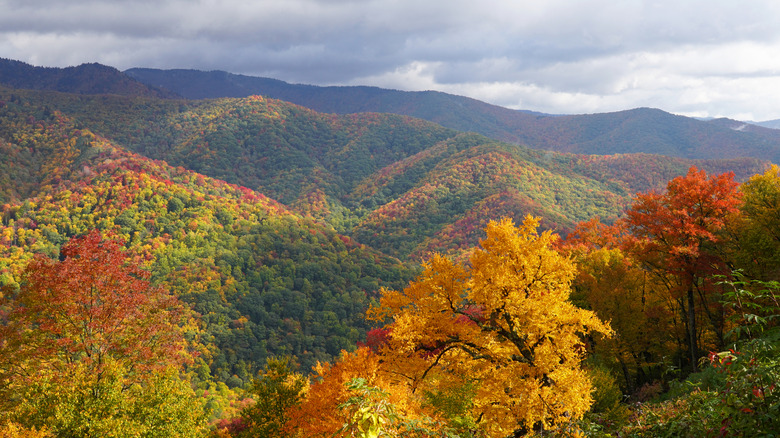 Autumn foliage in Great Smoky Mountains National Park
