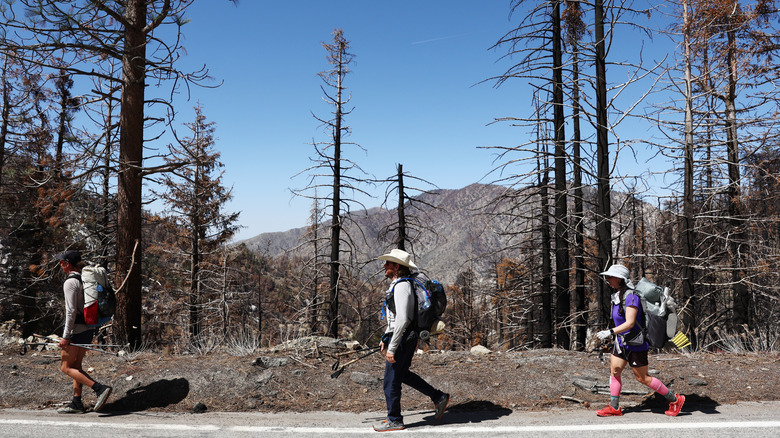 Three hikers walk along a paved section of the Pacific Crest Trail, while the trunks of burned trees stand in the background
