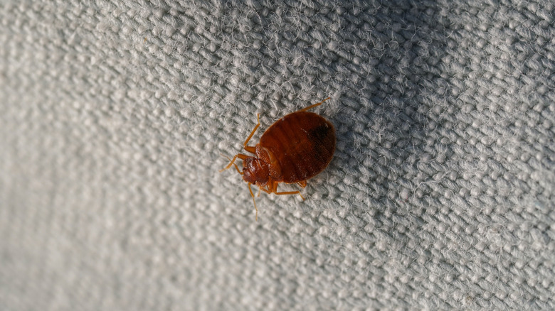 Bed bug on fabric