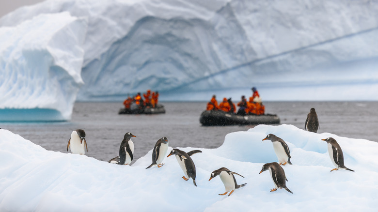 Close-up of penguins frolicking on the ice in Antarctica, while Zodiac boats carrying warmly-dressed passengers approaches them in the background